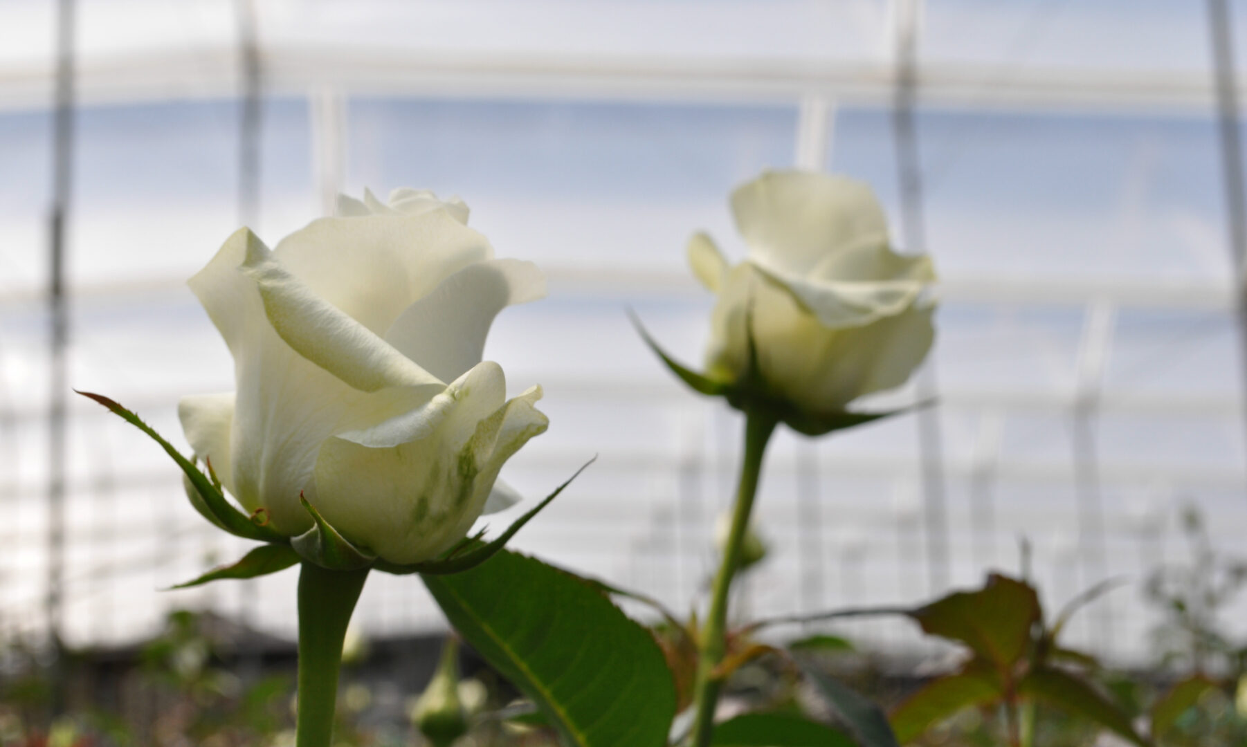 Home Fiorentina Fiorentina Flowers